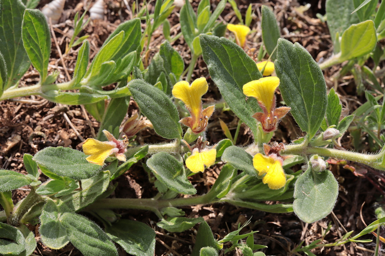 Image of Ajuga salicifolia specimen.