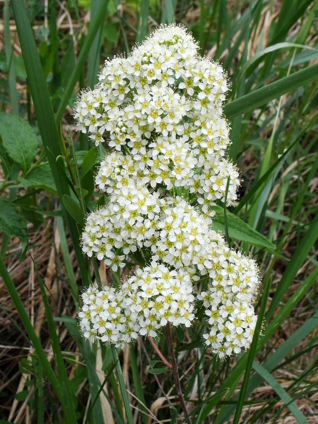 Image of Spiraea crenata specimen.