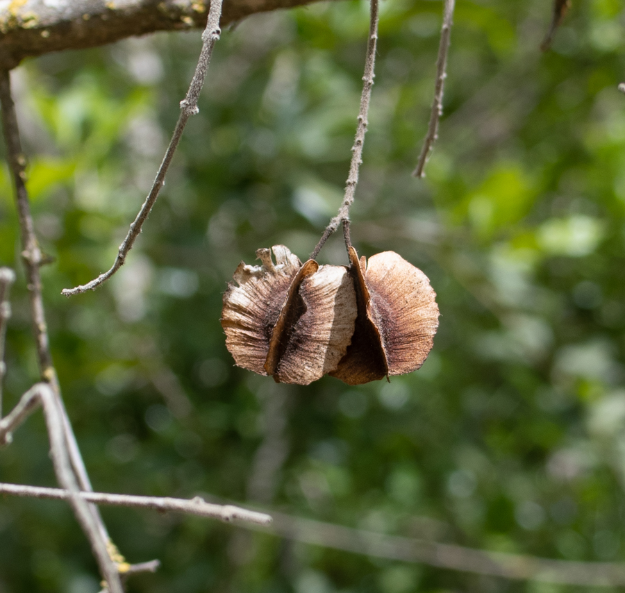 Изображение особи Combretum molle.