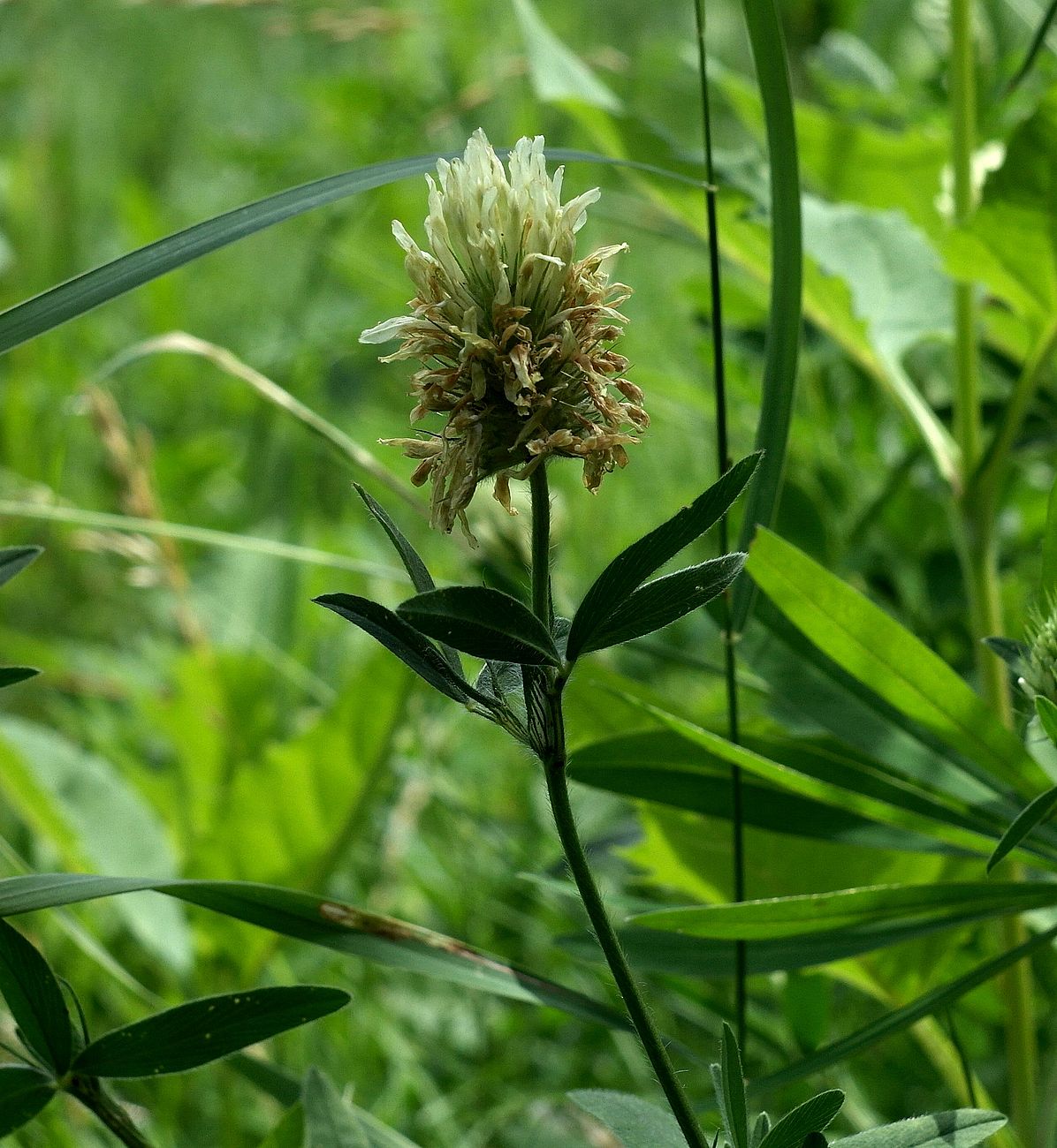 Image of Trifolium trichocephalum specimen.