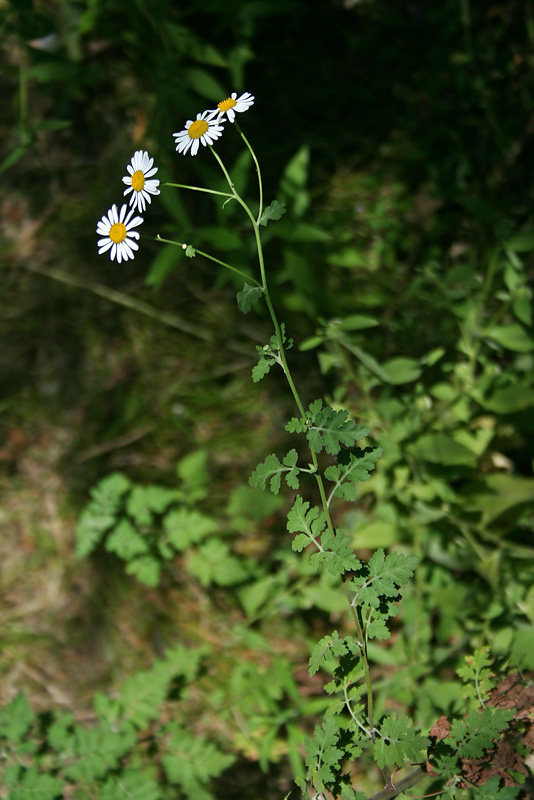 Image of Pyrethrum parthenifolium specimen.