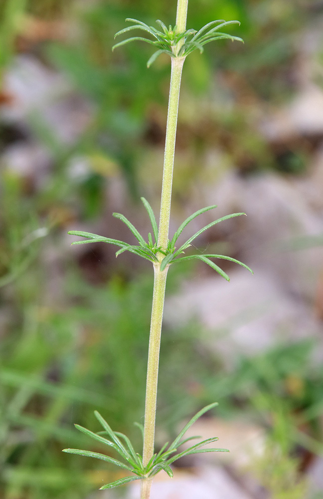 Изображение особи Galium verum.