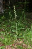 Epipactis helleborine. Цветущее растение. Горный Крым, окр. с. Генеральское, буковый лес. 15 июля 2022 г.