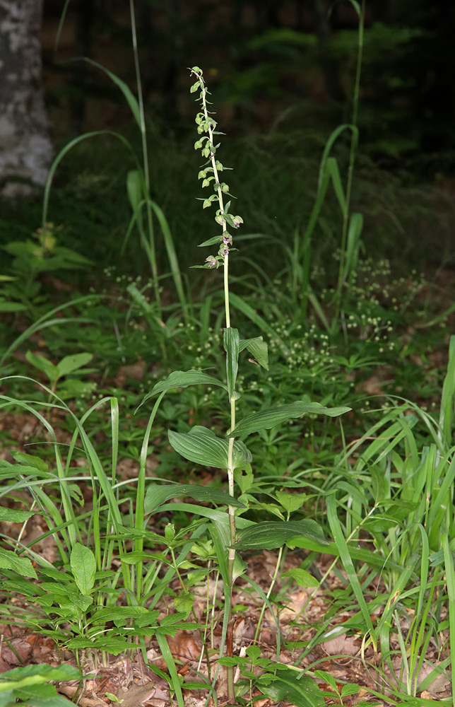 Изображение особи Epipactis helleborine.