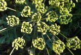 Heracleum sibiricum