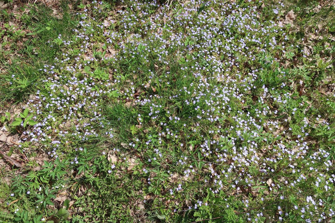 Изображение особи Veronica filiformis.