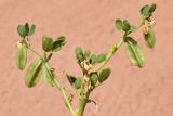 Zygophyllum lehmannianum. Верхняя часть плодоносящего растения. Узбекистан, Ферганская обл., горы Бургана, пестроцветы, глинистый склон. 15.06.2022.