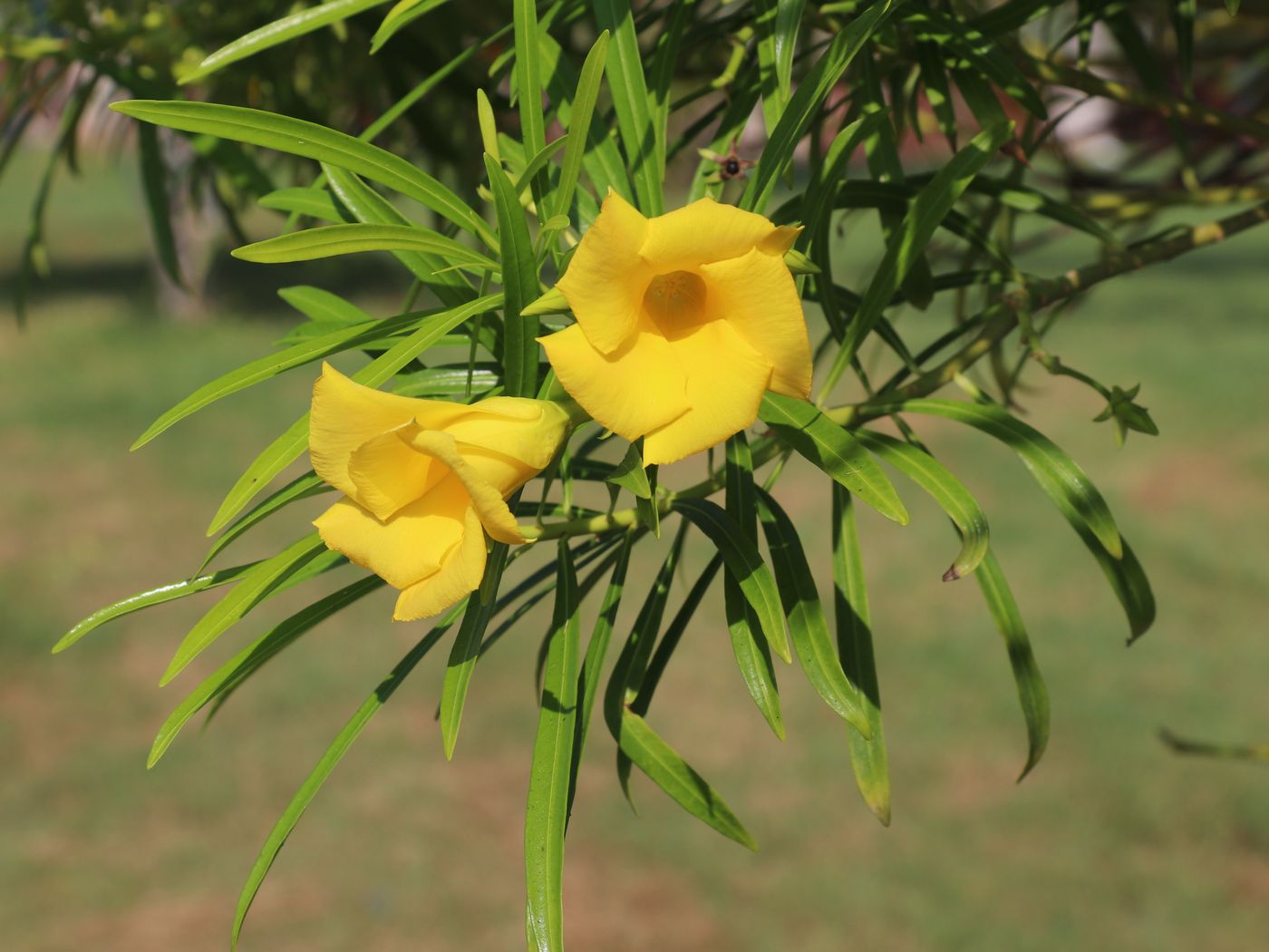 Image of Thevetia peruviana specimen.