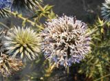 Echinops antalyensis