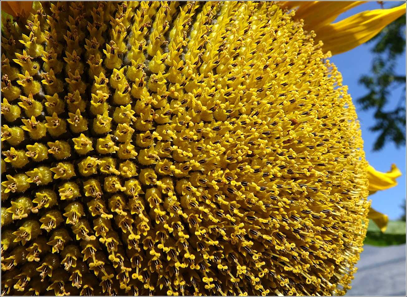 Image of Helianthus annuus specimen.