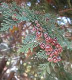 Chamaecyparis lawsoniana. Веточка с вызревшими шишками. Крым, Симферополь, ботсад университета. 1 ноября 2010 г.