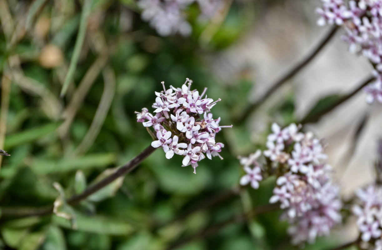 Image of Valeriana fedtschenkoi specimen.