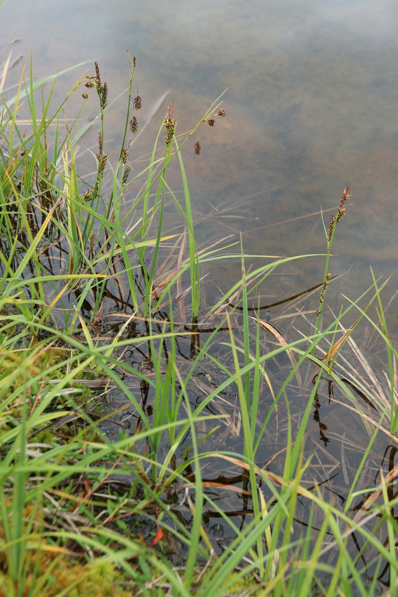 Изображение особи Carex paupercula.