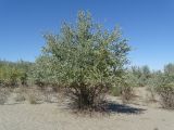 Populus pruinosa