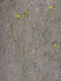 Tragopogon