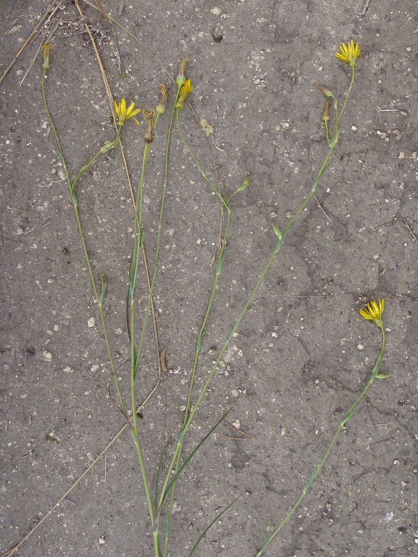 Image of genus Tragopogon specimen.