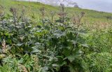 Filipendula camtschatica. Плодоносящие растения. Сахалин, Корсаковский гор. округ, мыс Евстафия, луговой склон. 25.08.2022.