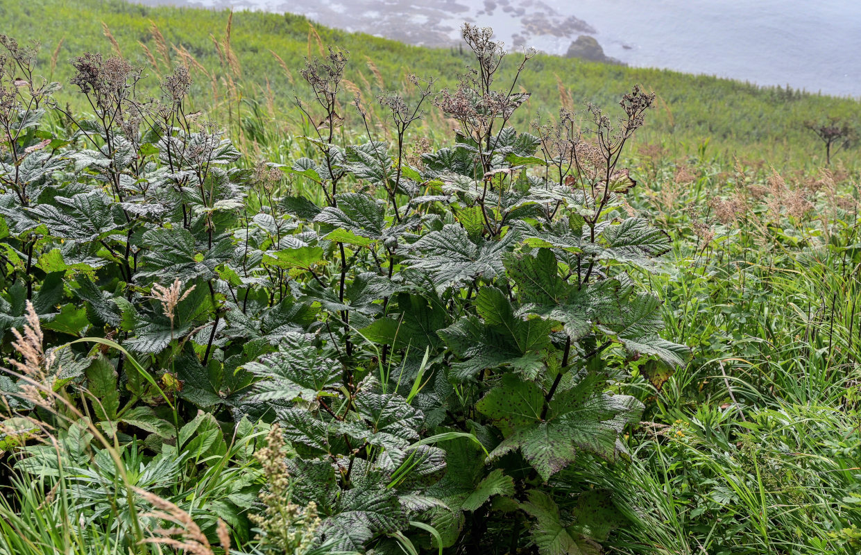 Image of Filipendula camtschatica specimen.