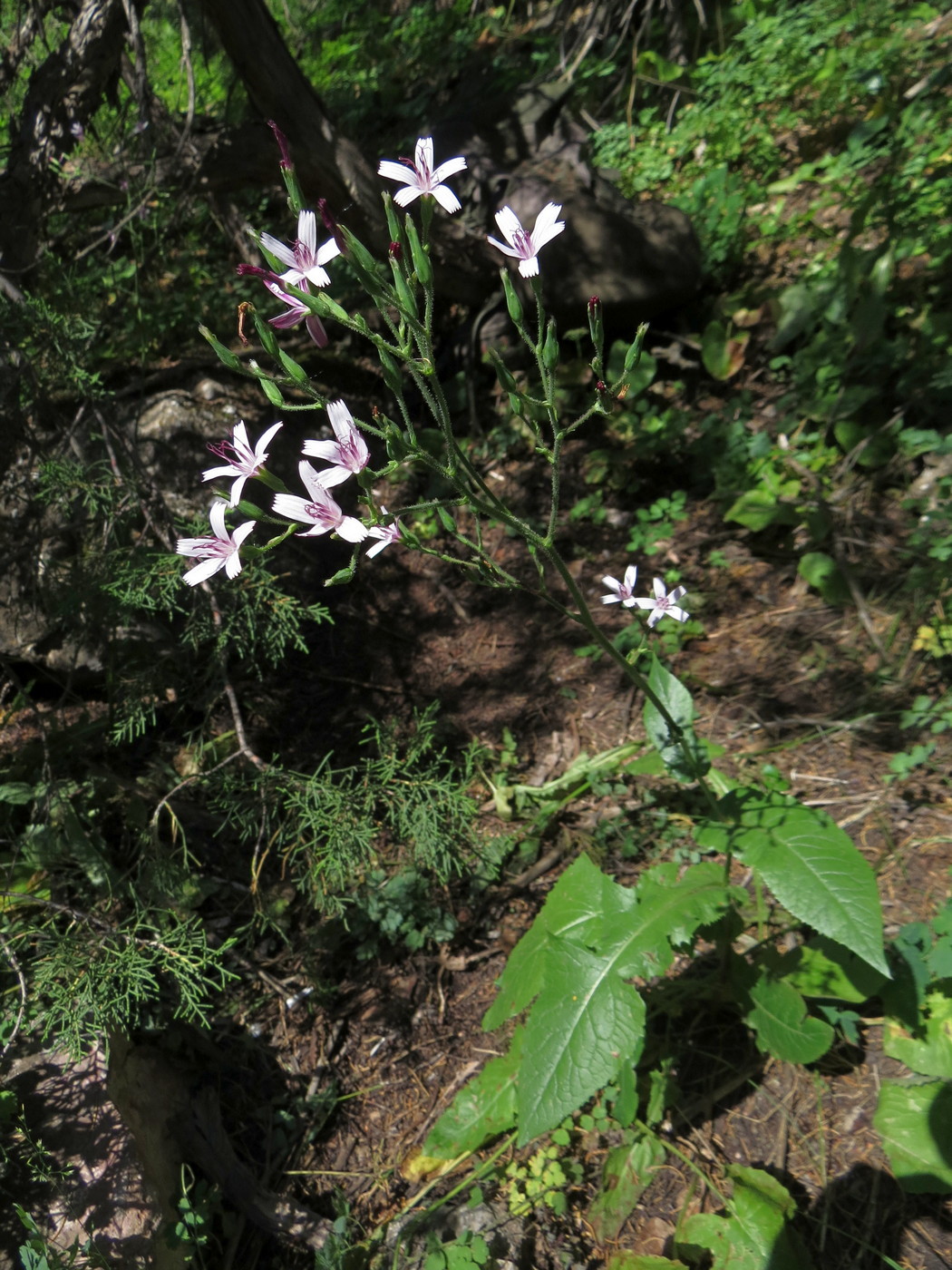 Image of Cicerbita rosea specimen.