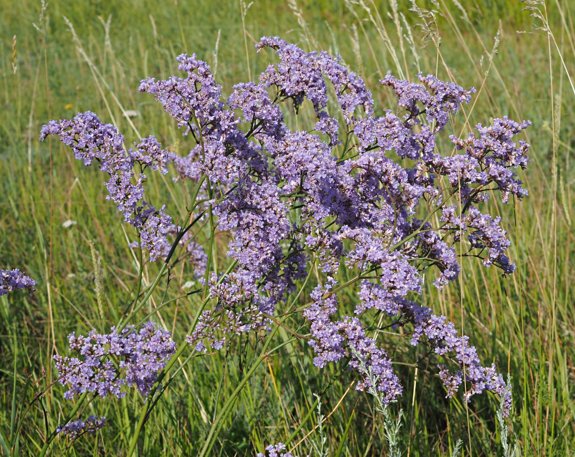 Image of Limonium gmelinii specimen.