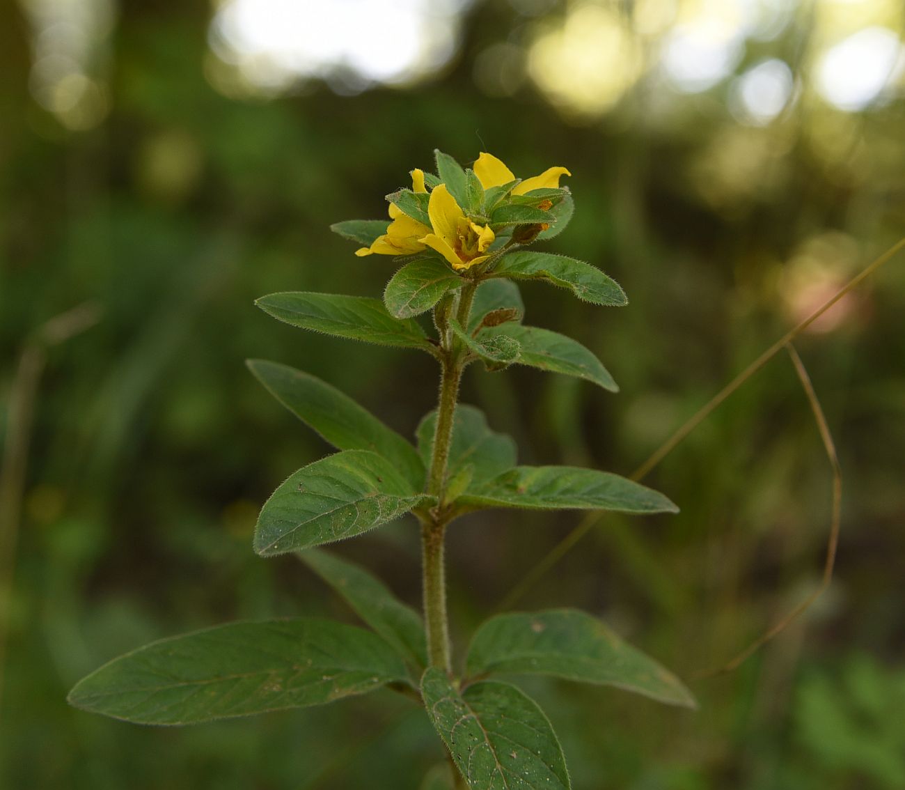 Изображение особи Lysimachia vulgaris.