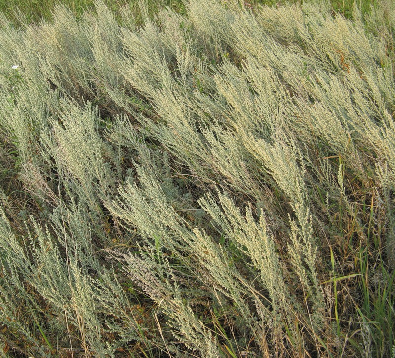Image of Artemisia austriaca specimen.