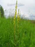 Verbascum nigrum