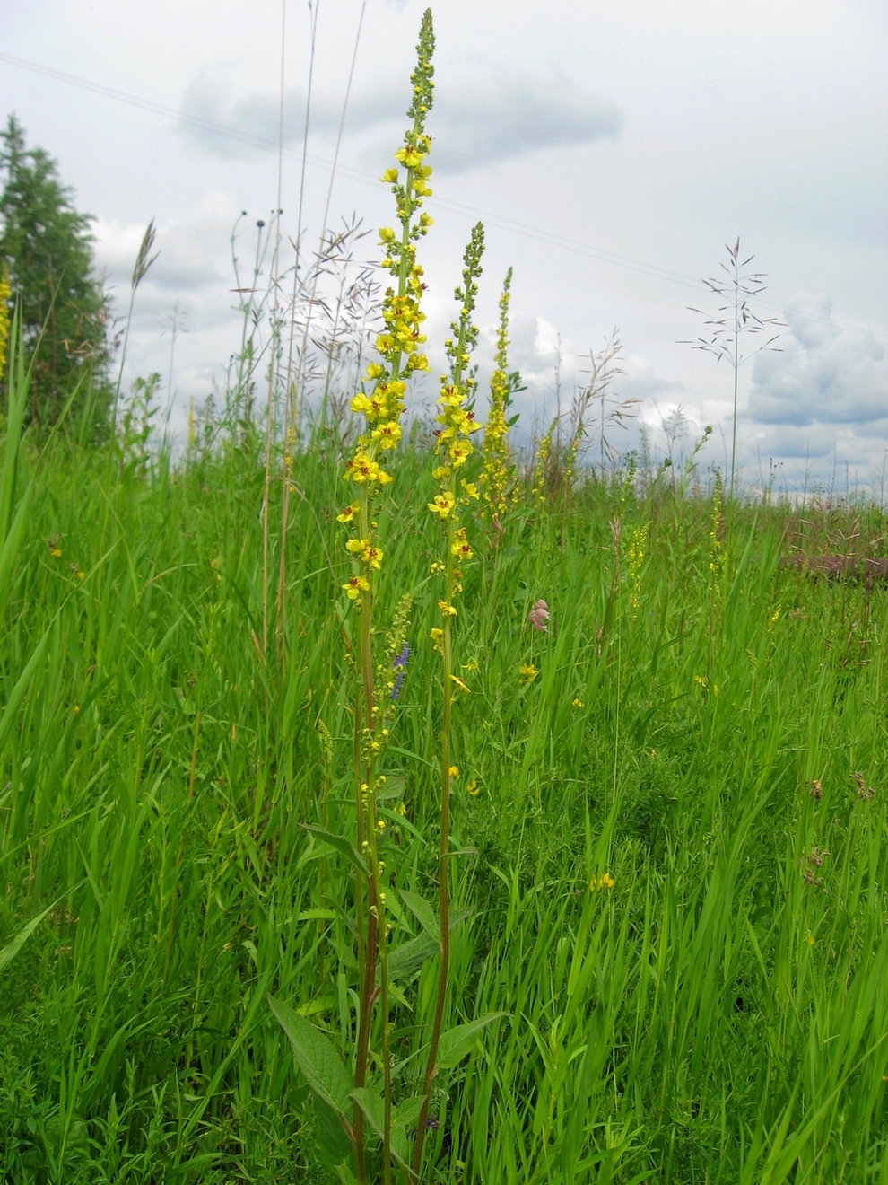 Изображение особи Verbascum nigrum.