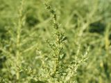 Amaranthus albus