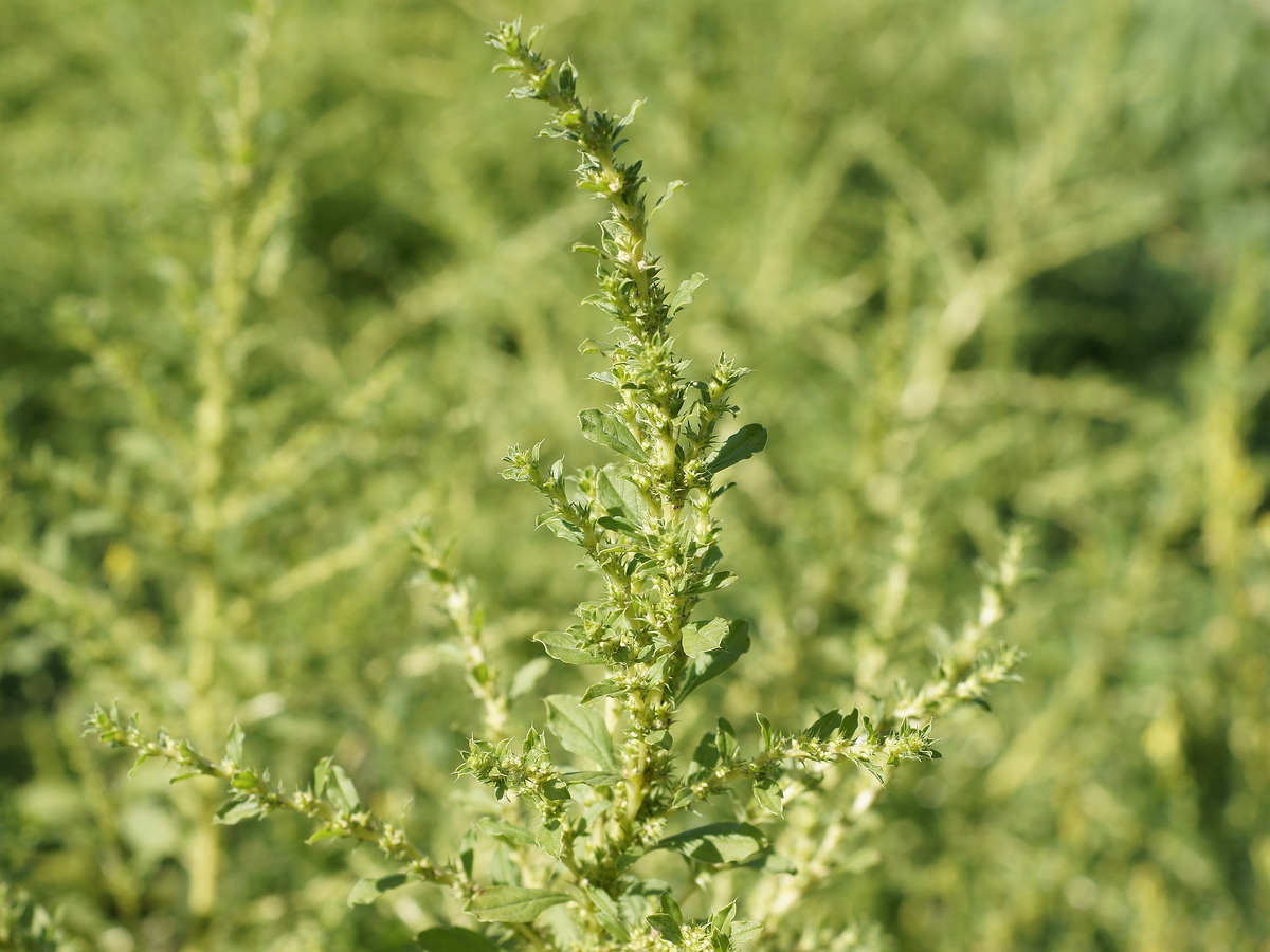 Image of Amaranthus albus specimen.