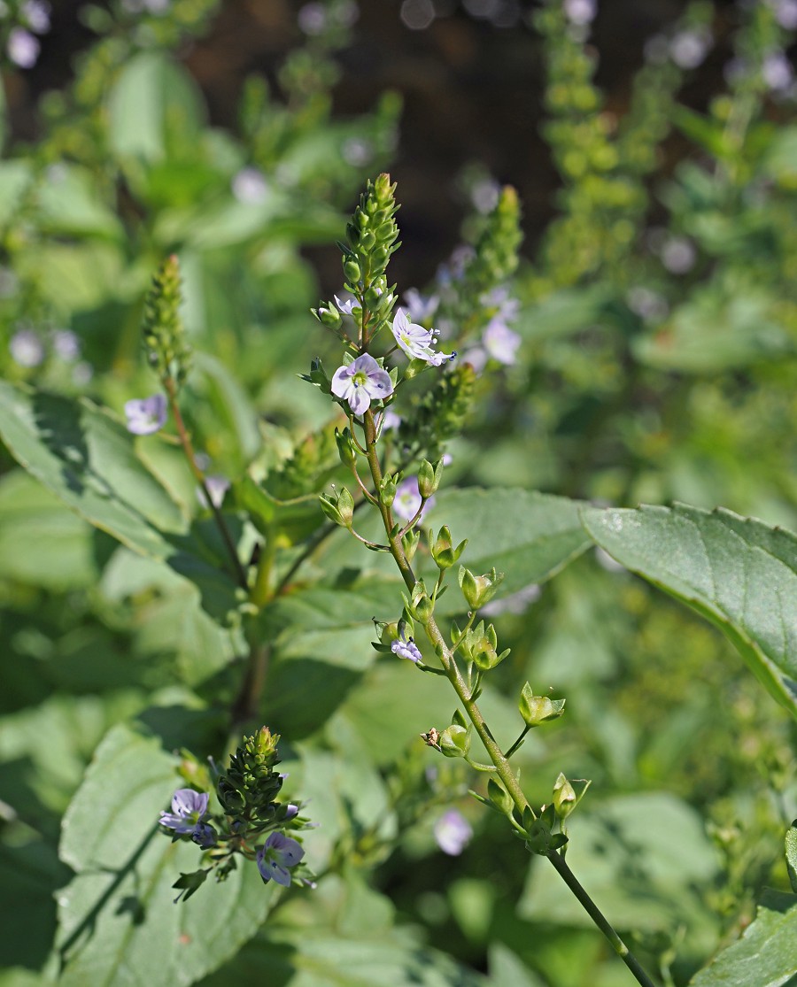 Image of Veronica anagallis-aquatica specimen.