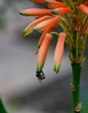 Aloe arborescens