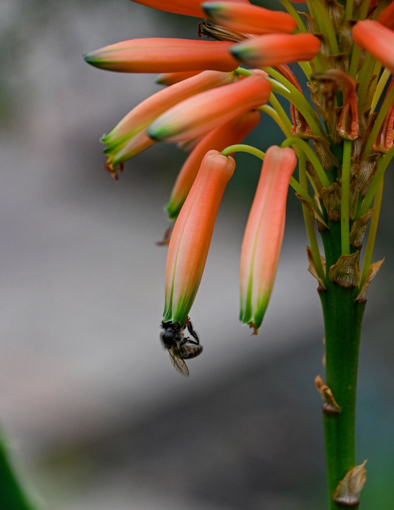 Image of Aloe arborescens specimen.