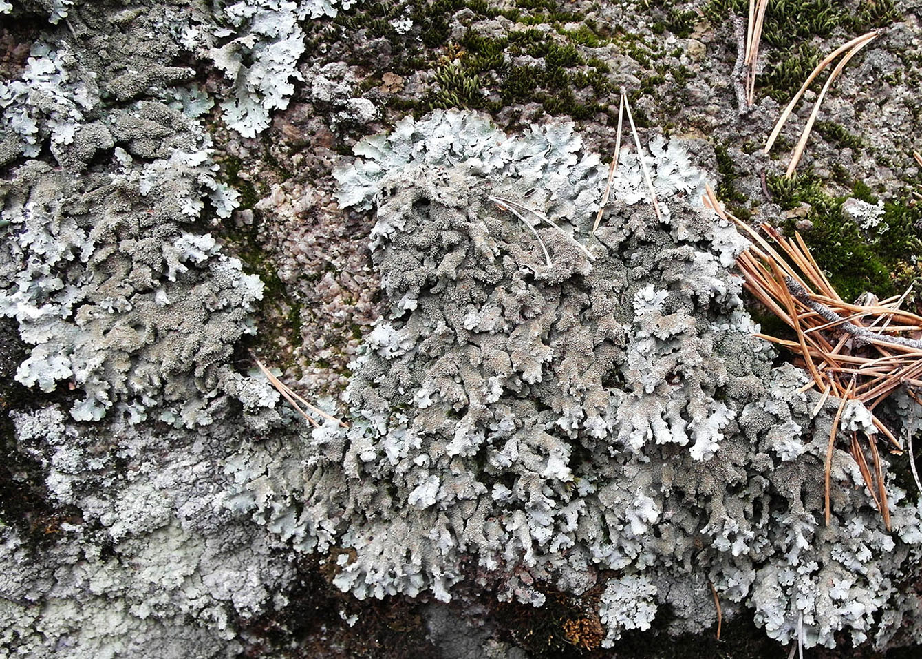 Image of Parmelia saxatilis specimen.