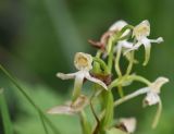 Platanthera chlorantha