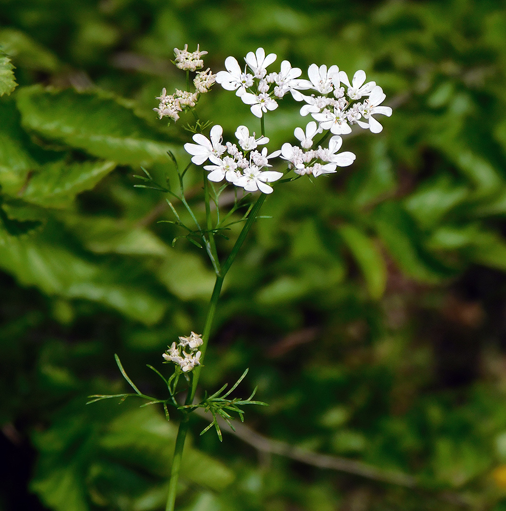 Изображение особи Coriandrum sativum.