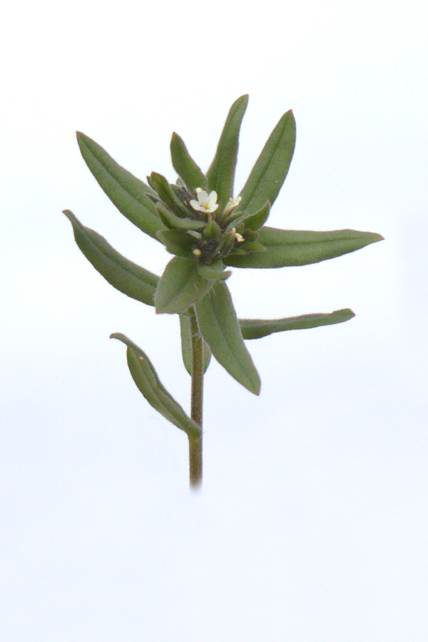 Image of Buglossoides arvensis specimen.