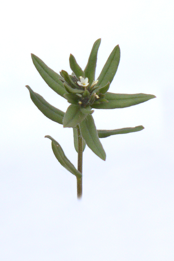 Изображение особи Buglossoides arvensis.
