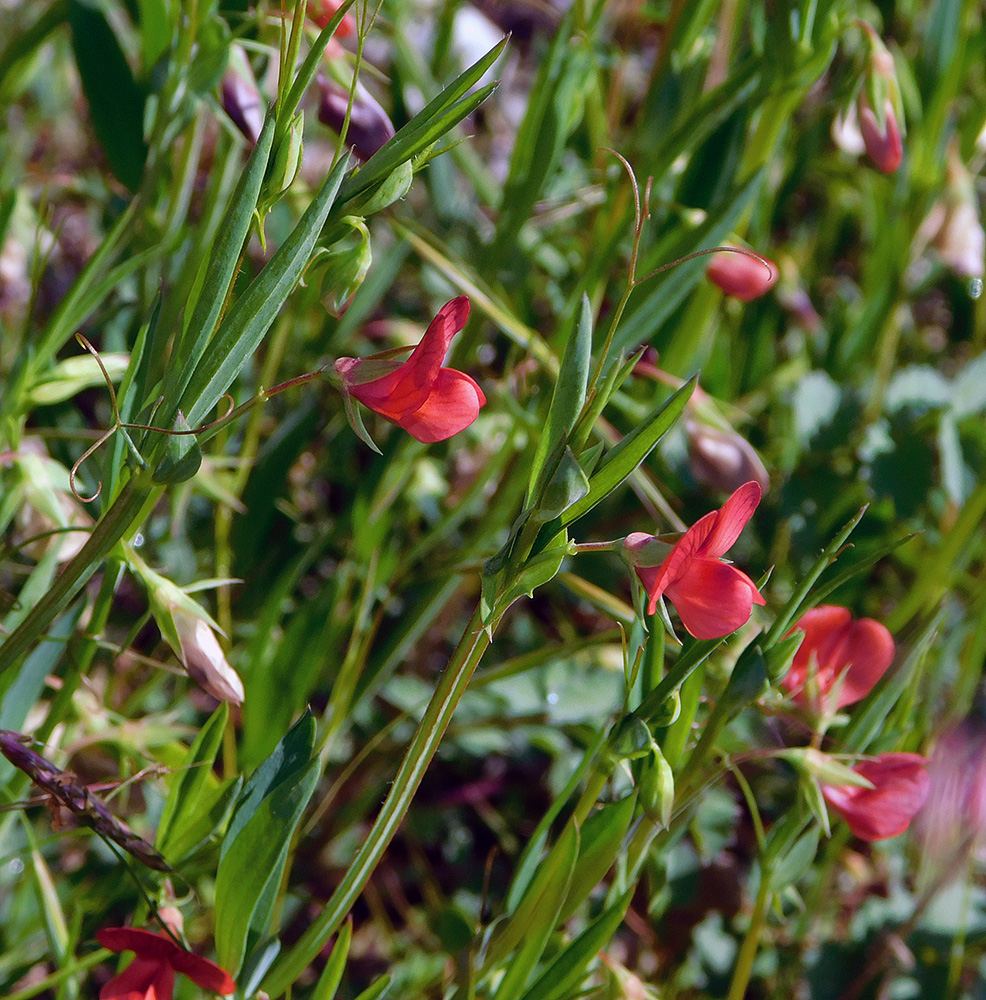 Image of Lathyrus cicera specimen.