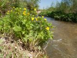 Ranunculus repens