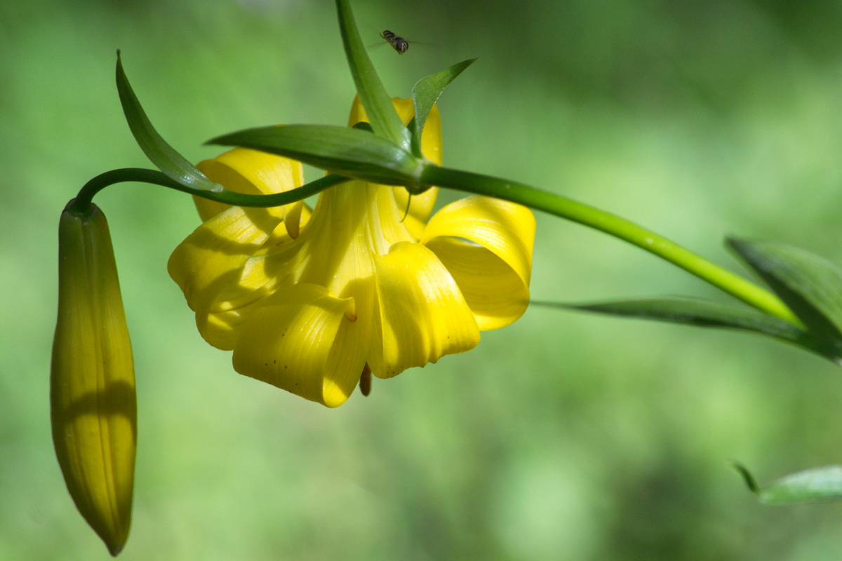 Изображение особи род Lilium.