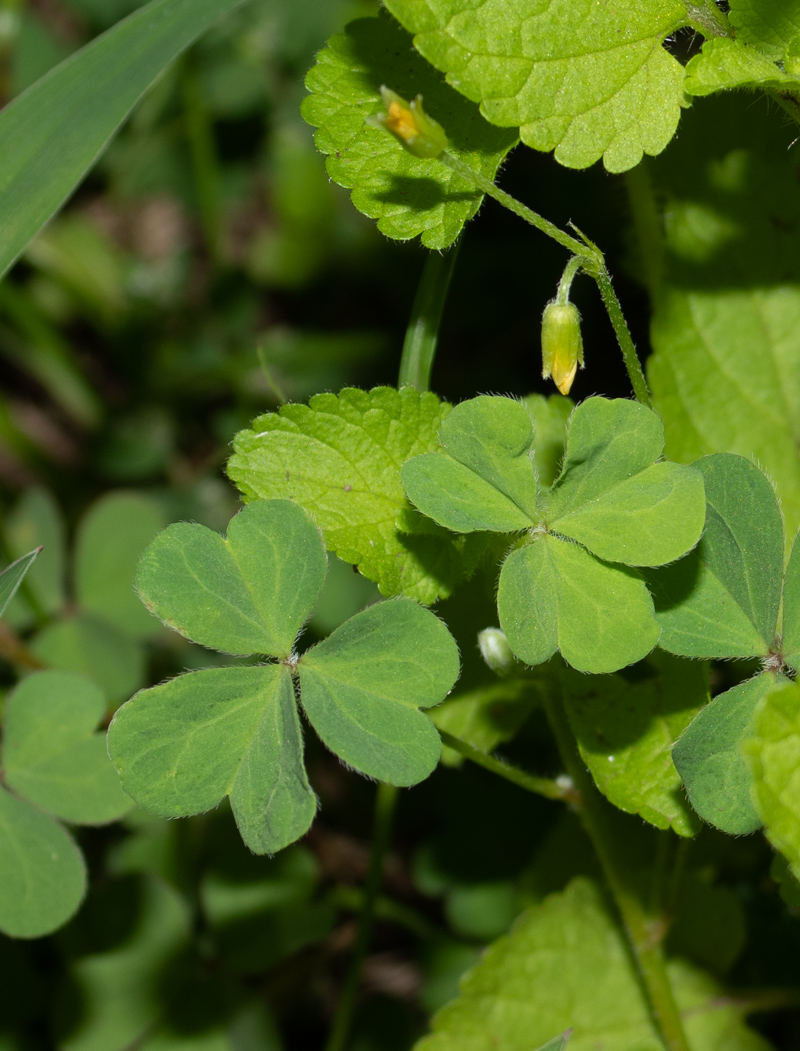 Image of Oxalis corniculata specimen.