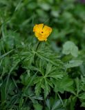 Trollius altaicus