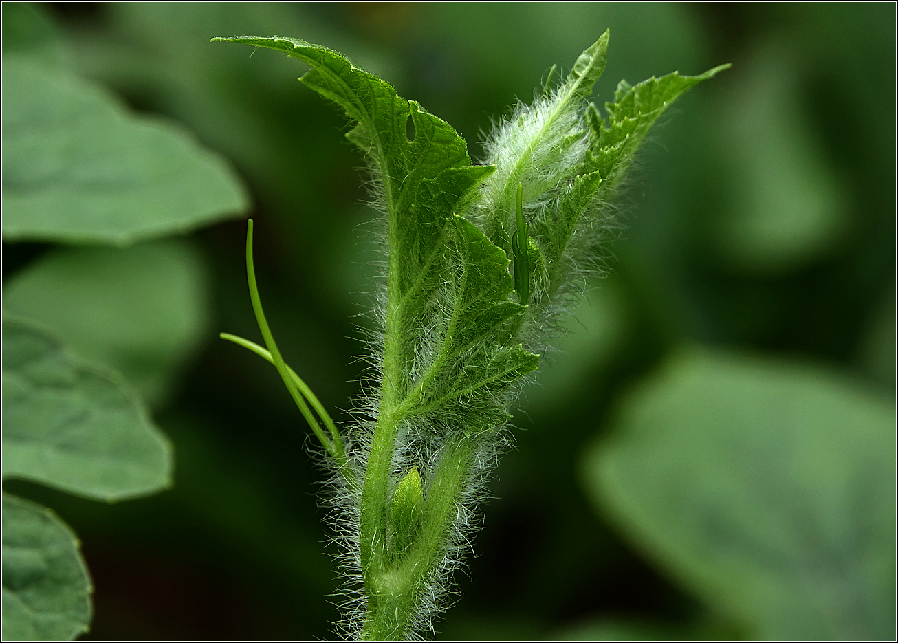 Изображение особи Citrullus lanatus.