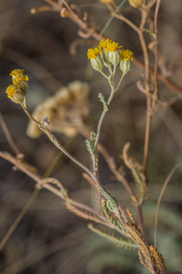 Изображение особи род Achillea.