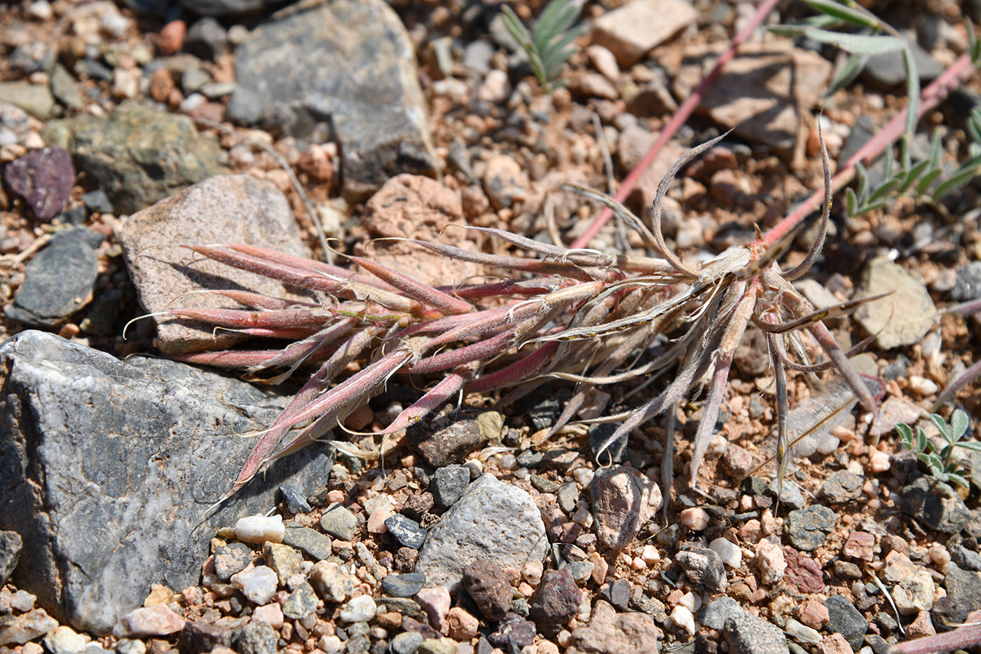 Изображение особи род Astragalus.