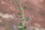 Psoralea drupacea