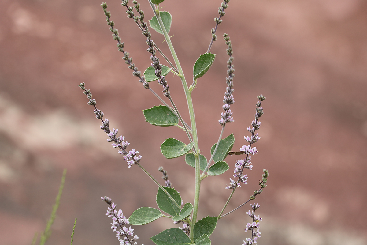 Изображение особи Psoralea drupacea.