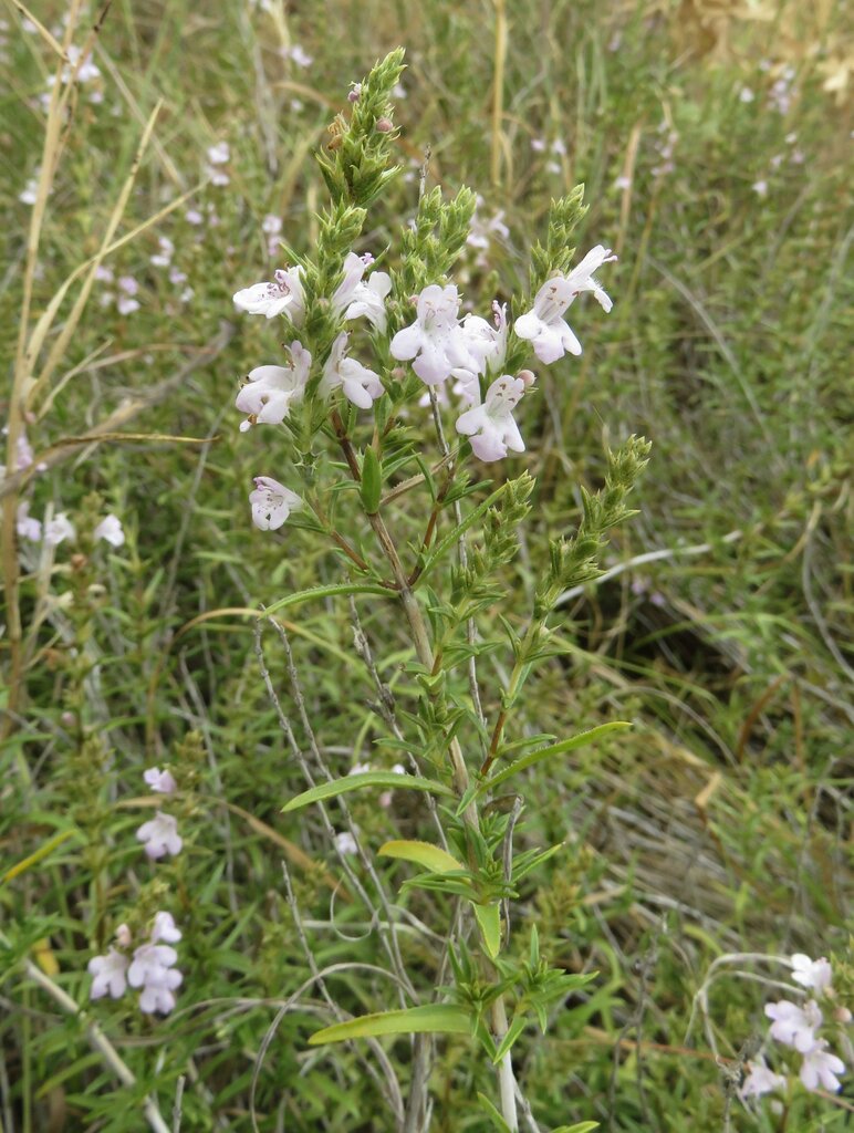 Image of Satureja coerulea specimen.
