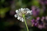 Scabiosa ochroleuca